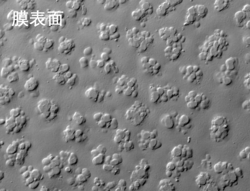 91视频APP下载污燒結管式膜電鏡照片